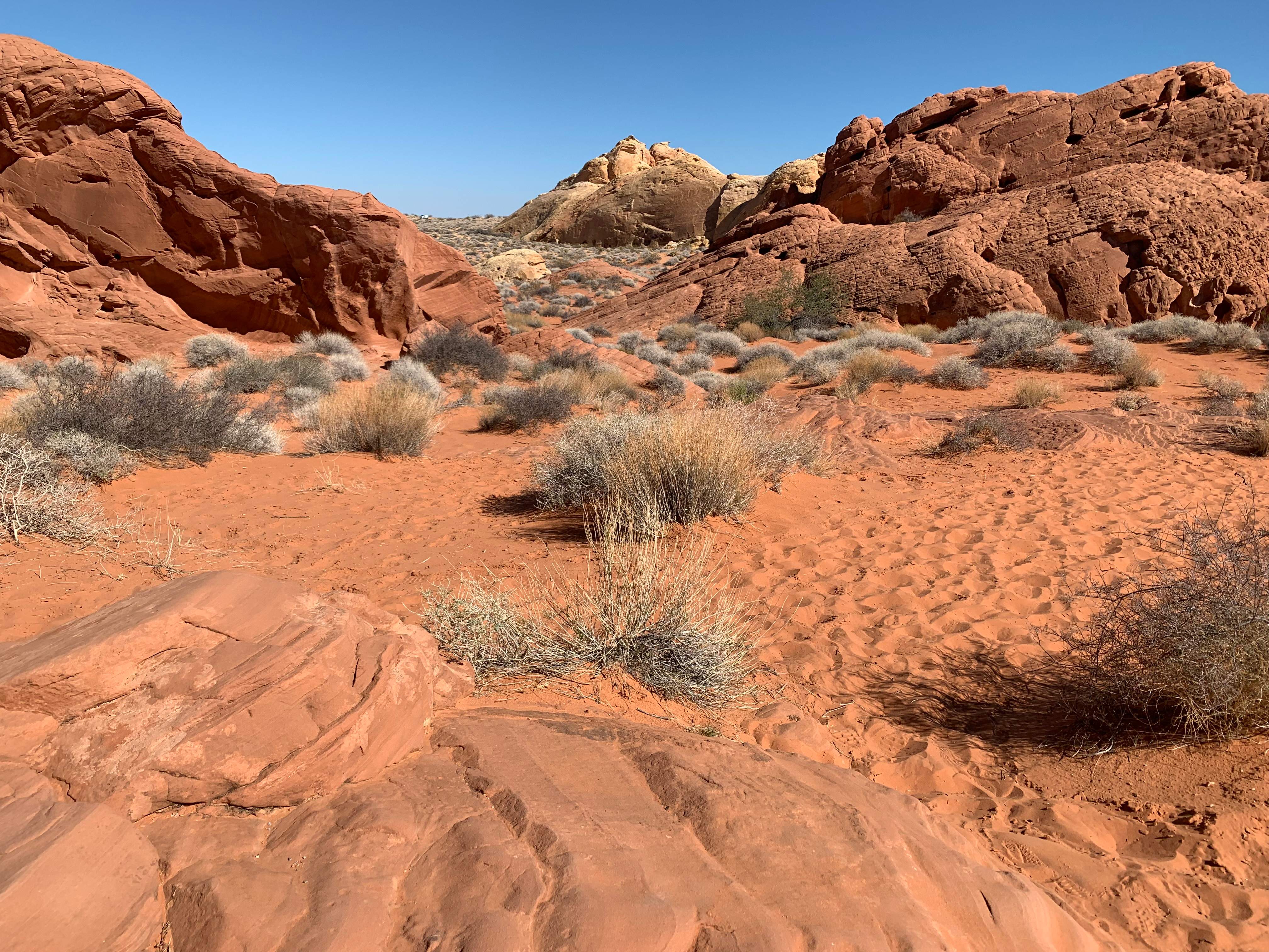 Nevada